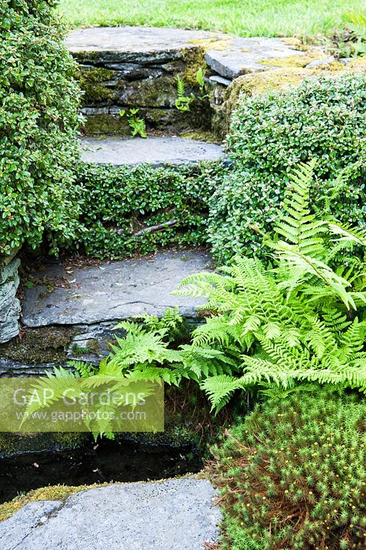 Stone steps lead across a water channel from a terrace to the lawn beyond framed with moss, ferns and clipped cotoneaster.