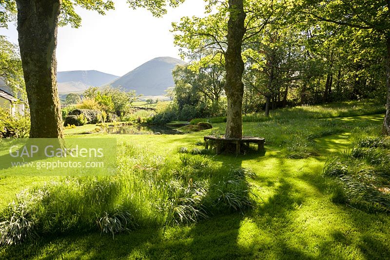 Areas of grass remain uncut where bulbs have flowered earlier in the year below mature sycamores. A still pool leads the eye towards the shapes of the Northern Fells beyond the garden.