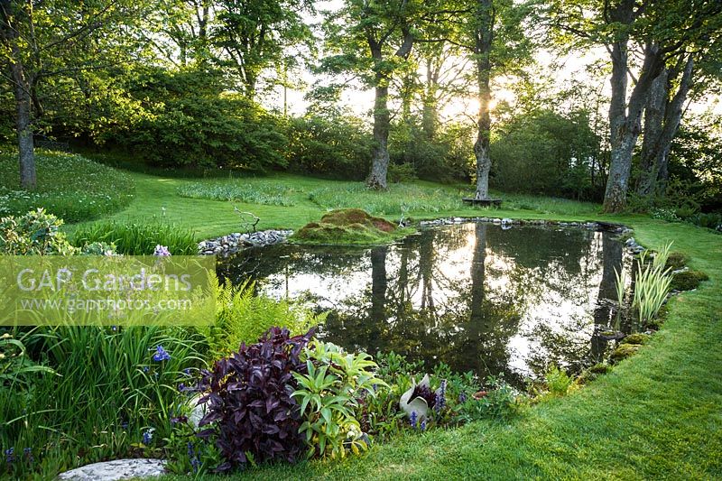 Dawn sun breaking through tall sycamores reflecting in the pond with planting at its end including ferns, irises, Persicaria 'Red Dragon' and willow.