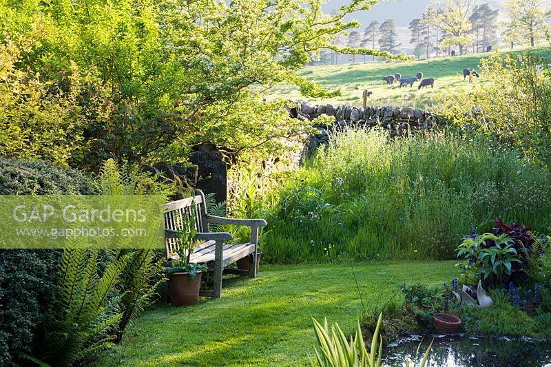 A bench near the pond catching the last of the evening sun, surrounded by ferns, irises and meadow plants.