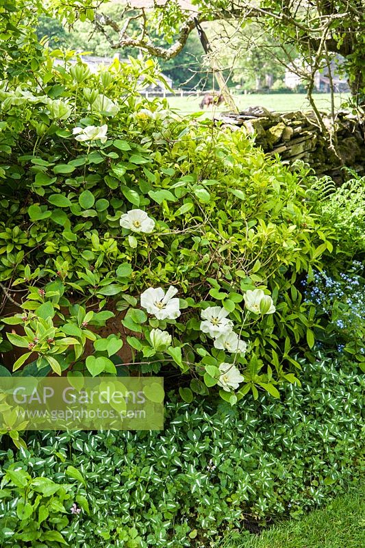 Shady border with Clematis 'Guernsey Cream' in a container and lamium as ground cover in the border below.