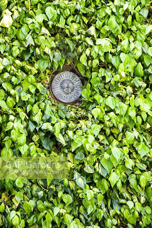 Variegated ivy on a wall is cut to reveal a decorative disc.