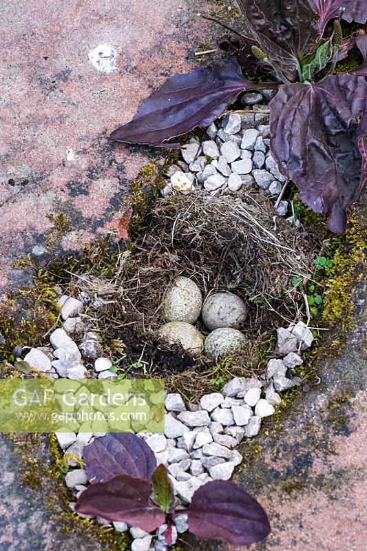 Fake bird's nest complete with eggs inserted between paving on the terrace behind the house framed by red leaved plantain, Plantago major 'Rubrifolia'.