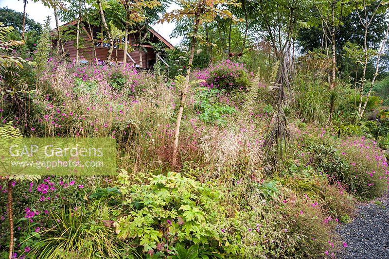 Slope below the house planted with Pseudopanax crassifolius and Aralia echinocaulis underplanted with Geranium 'Anne Thomson' and grasses. Hunting Brook Garden, Co Wicklow, Ireland