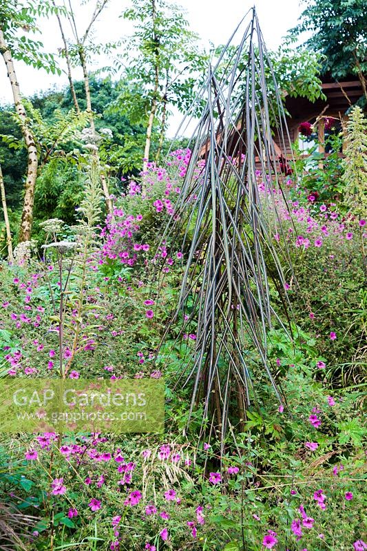 Slope below the house planted with Pseudopanax crassifolius and Aralia echinocaulis underplanted with Geranium 'Anne Thomson'. Hunting Brook Garden, Co Wicklow, Ireland