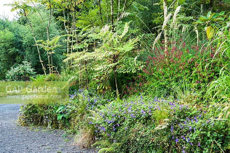 Geranium 'Rozanne', persicaria and ferns below rhododendron and graceful Aralia echinocaulis on a slope below the house. Hunting Brook Garden, Co Wicklow, Ireland