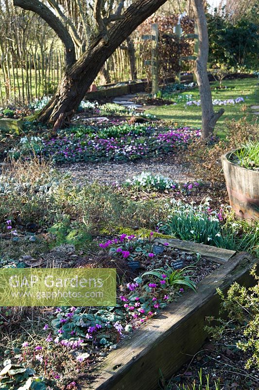 Back garden with raised beds constructed from railway sleepers for displaying alpine plants, with flowers of Cyclamen coum and snowdrops flowering in February.