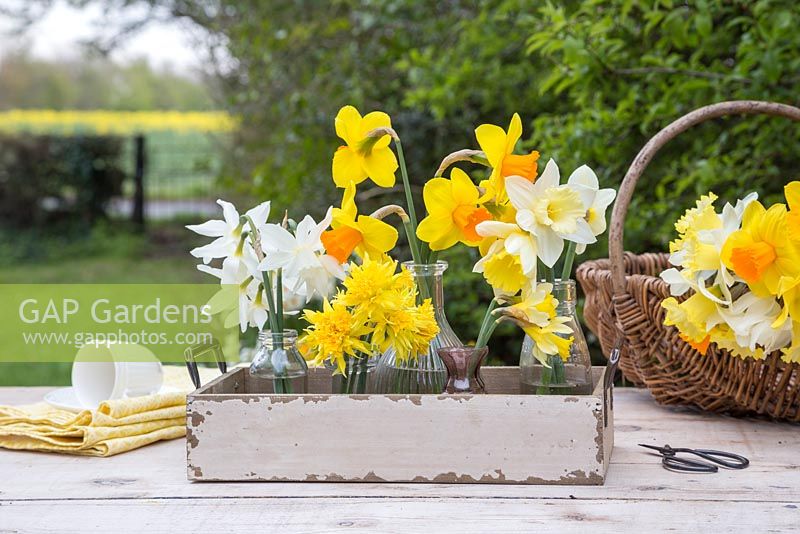 Floral display from left to right Narcissus 'Thalia', 'Rip van Winkle', 'Red Devon', 'Milner' and 'Mount Hood'