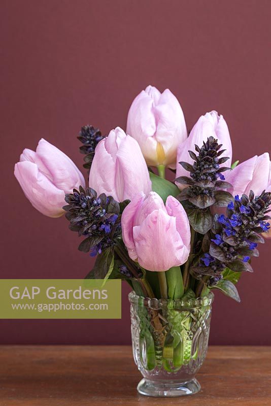 Tulipa 'Candy Prince' with Ajuga reptans in glass vase
