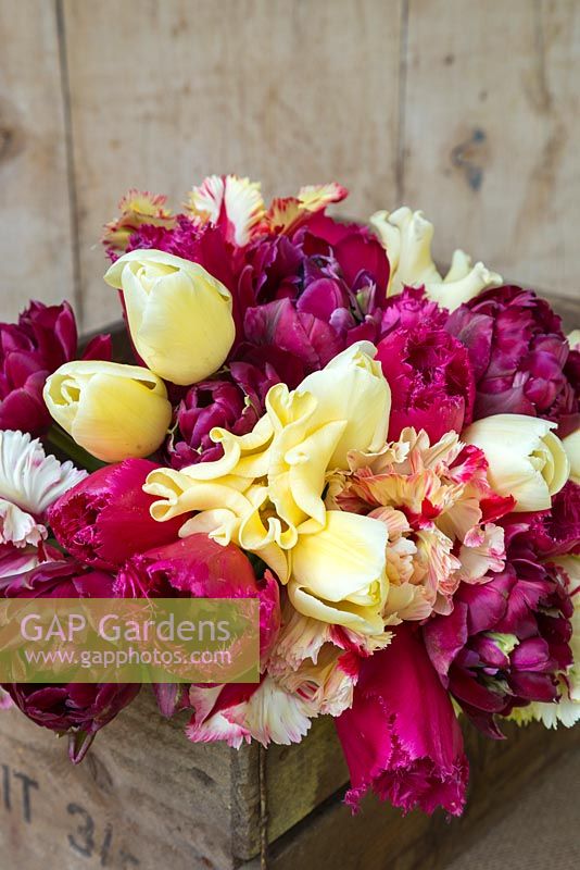 Tulipa 'Flaming Parrot', 'City of Vancouver', 'Antraciet', 'Yellow Crown' and 'Burgundy Lace' on a wooden crate