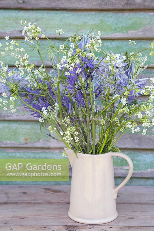 Anthriscus sylvestris - Cow Parsley with Camassia in a ceramic jug