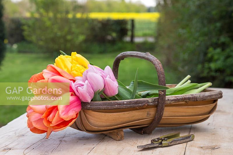 Wooden trug containing Tulipa 'Strong Gold', 'Apricot Impression' and 'Pink Diamond'