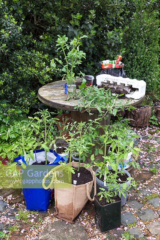 A variety of recycled containers used to grow Tomato plants