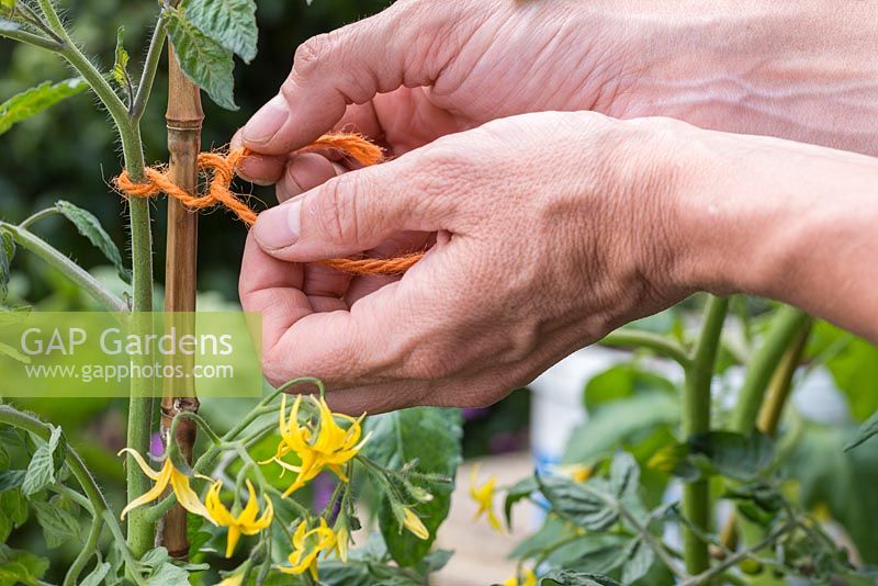 Tying in a Tomato plant to a garden cane to support the plant whilst growing