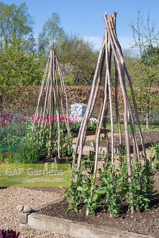 Hazel stakes used in a Potager to support Sweet Peas