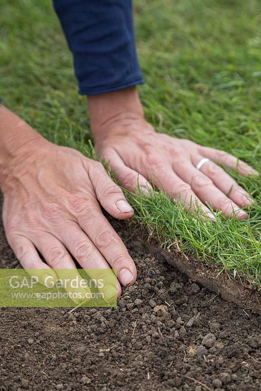 Firming down new turf onto prepared soil