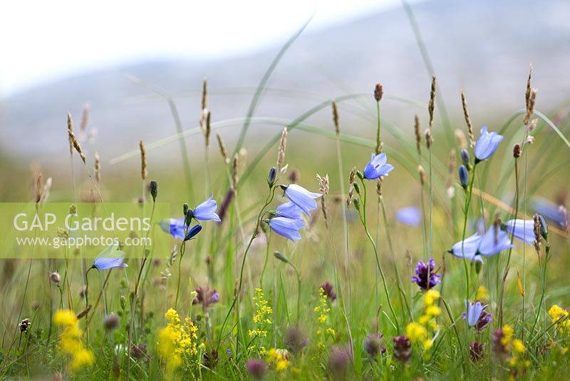 Campanula rotundifolia - Harebells growing wild on South Harris, Outer Hebrides, Scotland. Scottish Bluebell. 