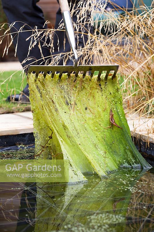 Pond care - clearing blanket weed from a pond with a rake