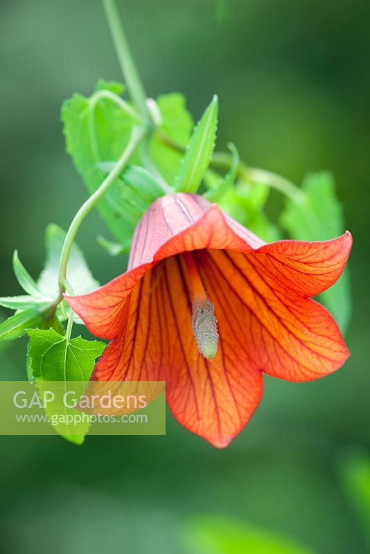 Canarina canariensis from Anaga Mountains, Tenerife. syn. Campanula canariensis, Canarina campanula. Canary bellfower