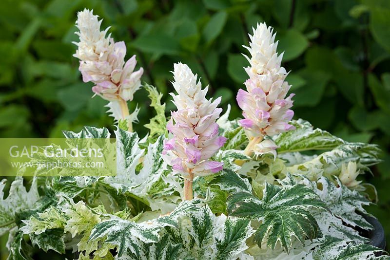 Acanthus 'Whitewater'. Bear's breeches