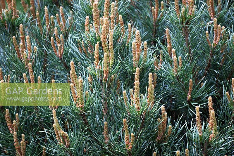 Pinus sylvestris 'Glauca' - blue Scot's pine