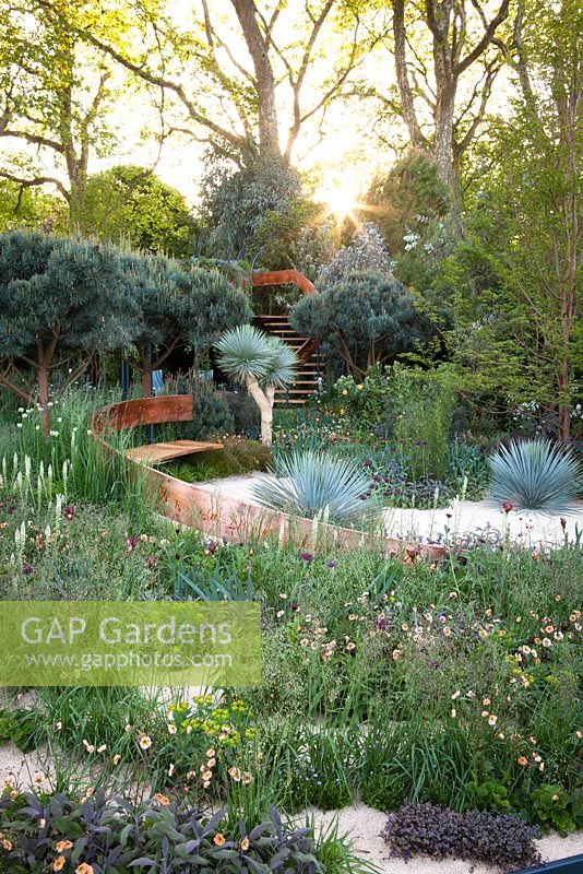 Sunrise in The Winton Beauty of Mathematics Garden, Chelsea Flower Show 2016. Mathematical symbols cut into band of copper running through the garden towards the belvedere platform. Pinus sylvestris 'Glauca' - blue Scot's pine, Yucca rostrata - Beaked Yucca