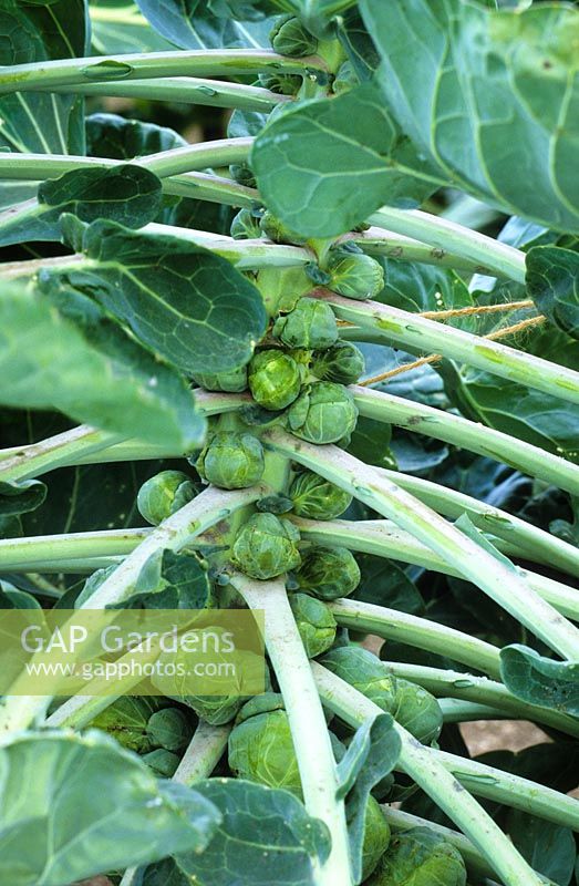 Brassica oleracea 'Maximus' - Brussel sprout