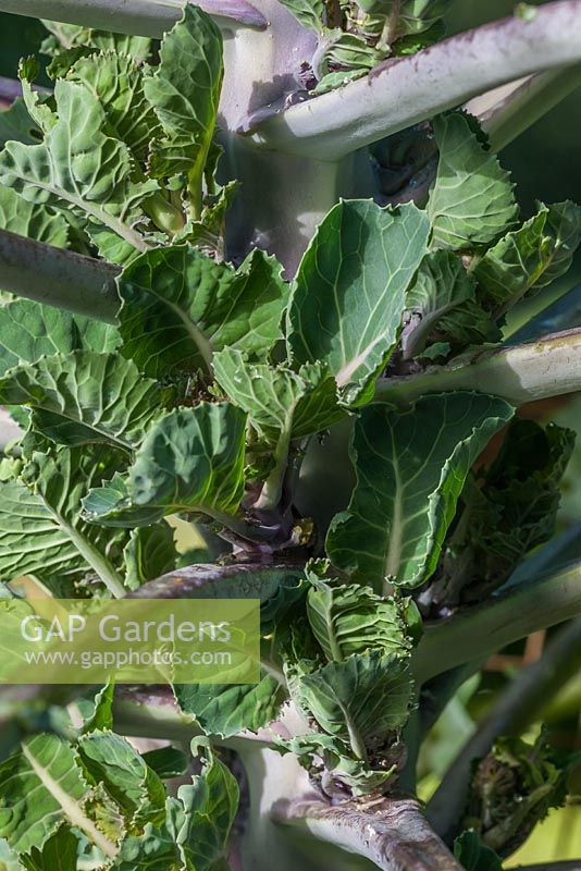 Brassica oleracea - Brukale 'Petit Posy'. The flower sprout

