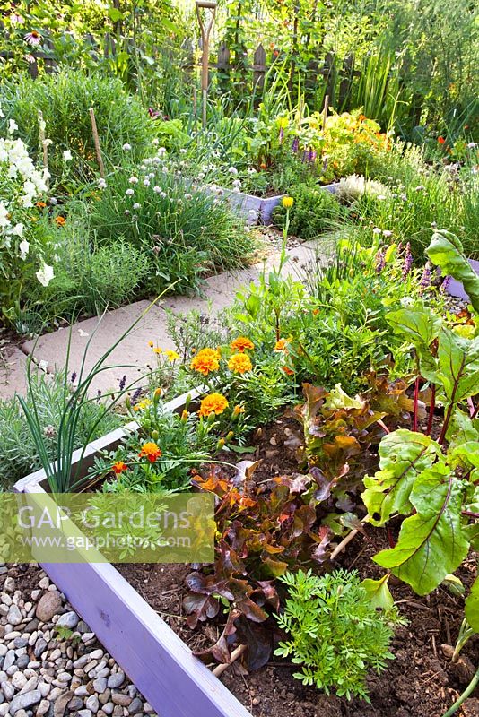 Organic garden with raised beds. Lactuca sativa 'Red Oak Leaf', marigolds, beetroots.