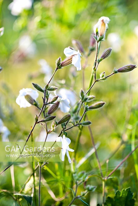 Silene latifolia - White Campion