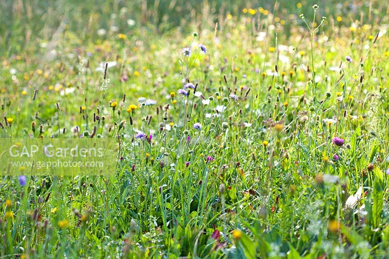 Wildflower meadow in august. Wild carrots, daisies, Hoary plantain - Plantago media, Centaurea jacea brown knapweed, Knautia arvensis - Field Scabious