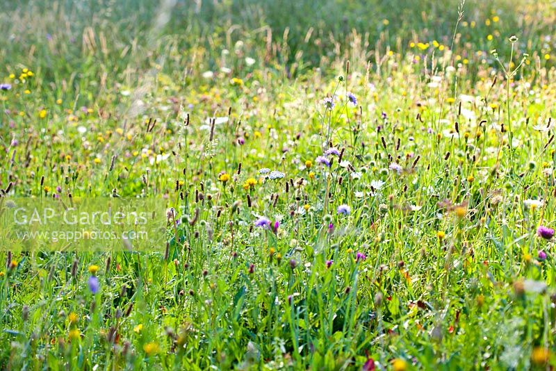 Wildflower meadow in august. Wild carrots, daisies, Hoary plantain - Plantago media, Centaurea jacea brown knapweed, Knautia arvensis - Field Scabious