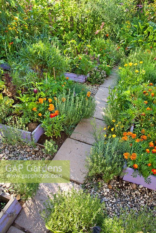 Path through organic garden with raised beds, marigold, lavandula, lettuce, peppers, savory.
