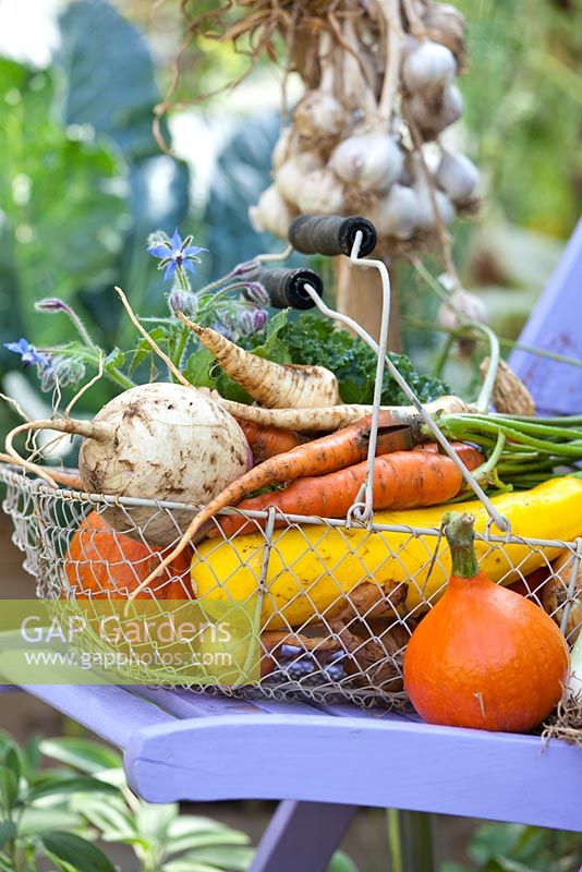 Harvested vegetables in wire basket on chair in organic summer garden.