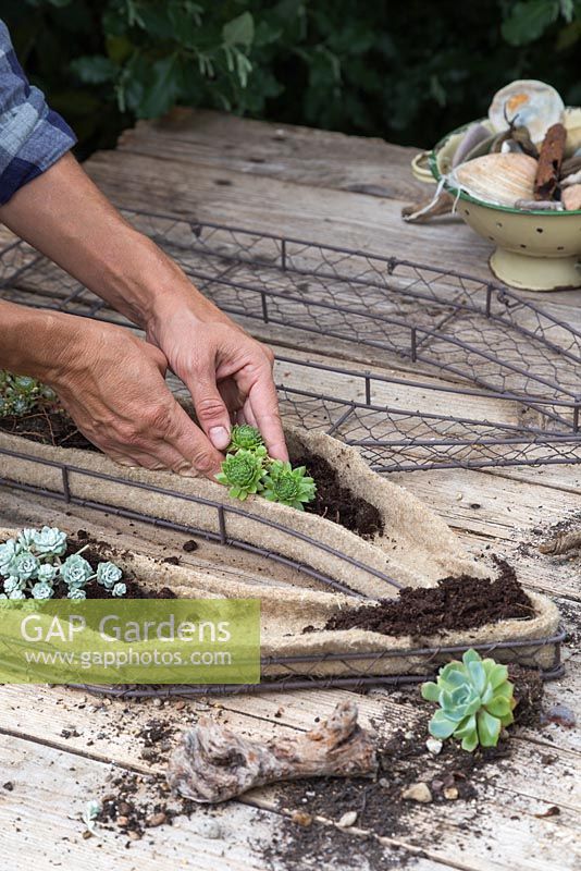 Planting miniature Succulents in the compost within the wire frame - Making seaside wire frame