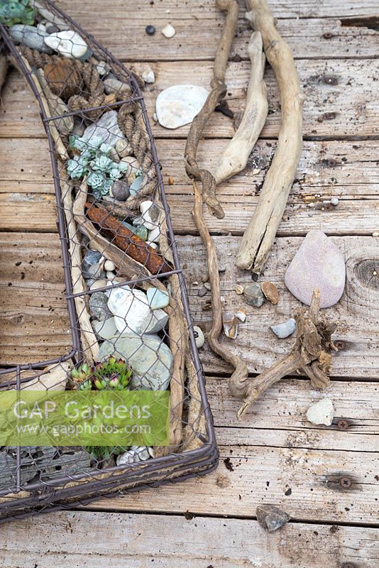 A Seaside themed wire frame planted with Succulents, shells, drift wood, stones and nautical items