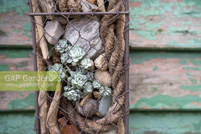 Detail of a Seaside themed wire frame planted with Succulents, shells, drift wood, stones and nautical items