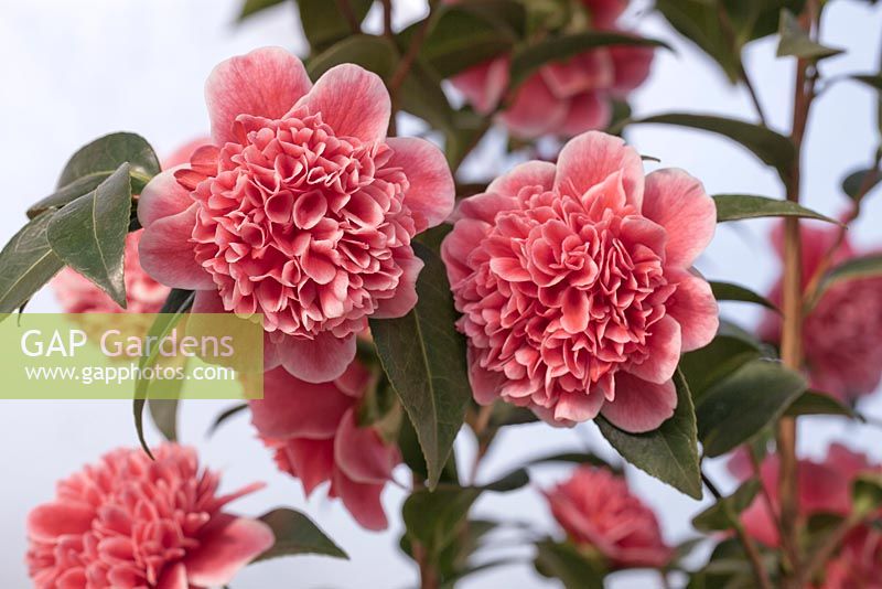 Camellia japonica 'Volunteer' 