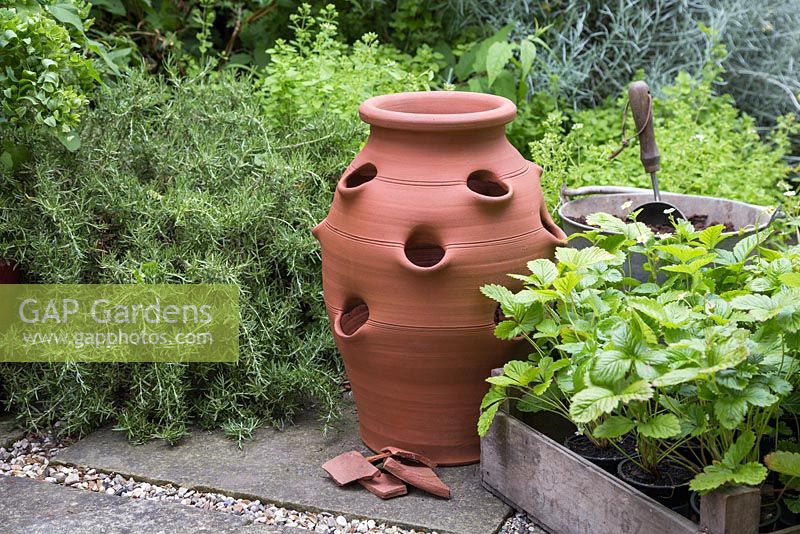 A terracotta strawberry planter with crocks and alpine strawberry plants