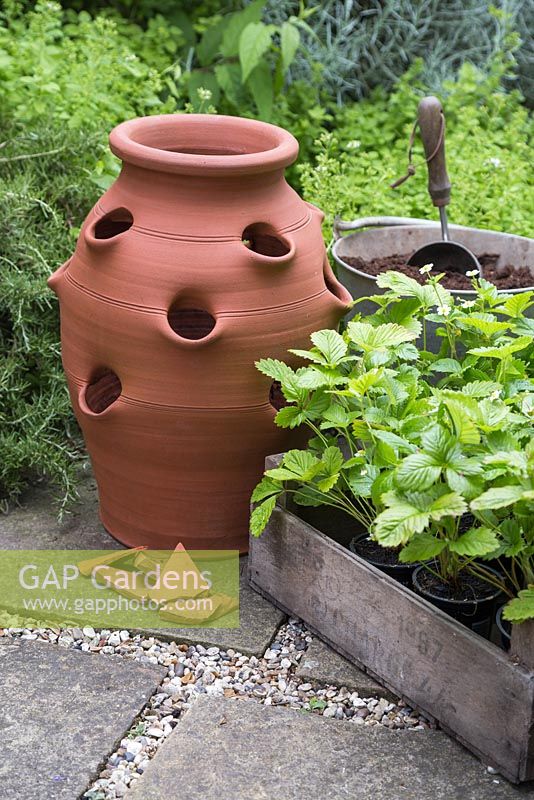 A terracotta strawberry planter with crocks and Alpine Strawberry plants