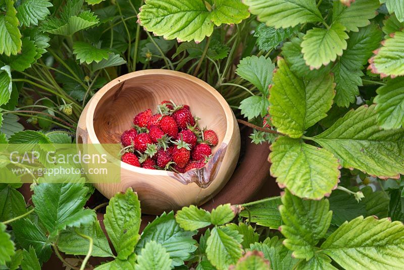 A wooden bowl of harvested Alpine Strawberries