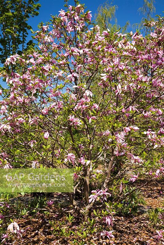 Magnolia 'Ricki' tree in spring, Montreal Botanical Garden, Quebec, Canada