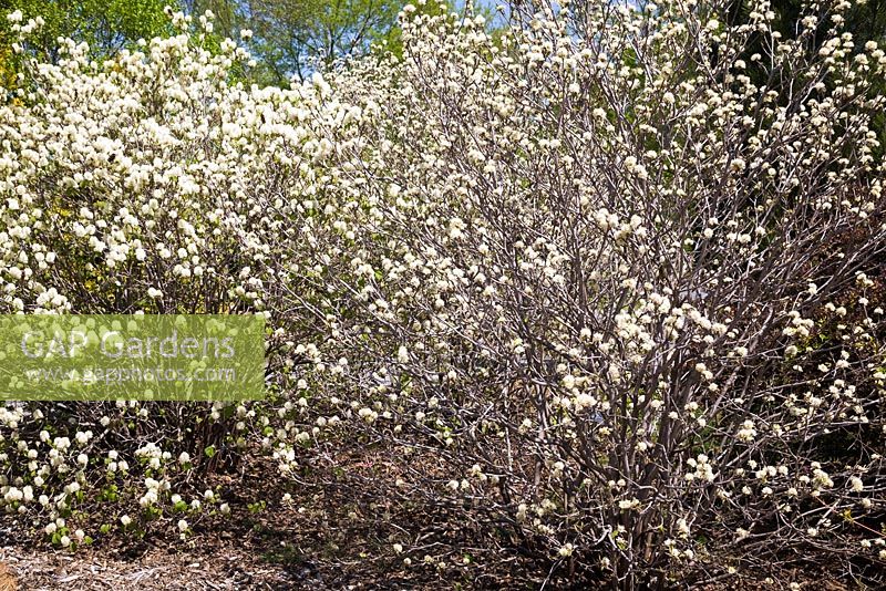 Fothergilla gardenii - Dwarf fothergilla shrubs in spring, Montreal Botanical Garden, Quebec, Canada