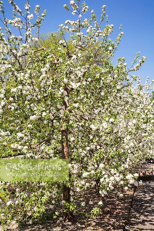 Malus 'Richelieu' - Apple tree in spring, Montreal Botanical Garden, Quebec, Canada