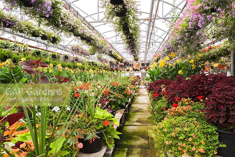 Steel framed commercial greenhouse with hanging baskets of flowers and tables of mixed flowering plants in summer