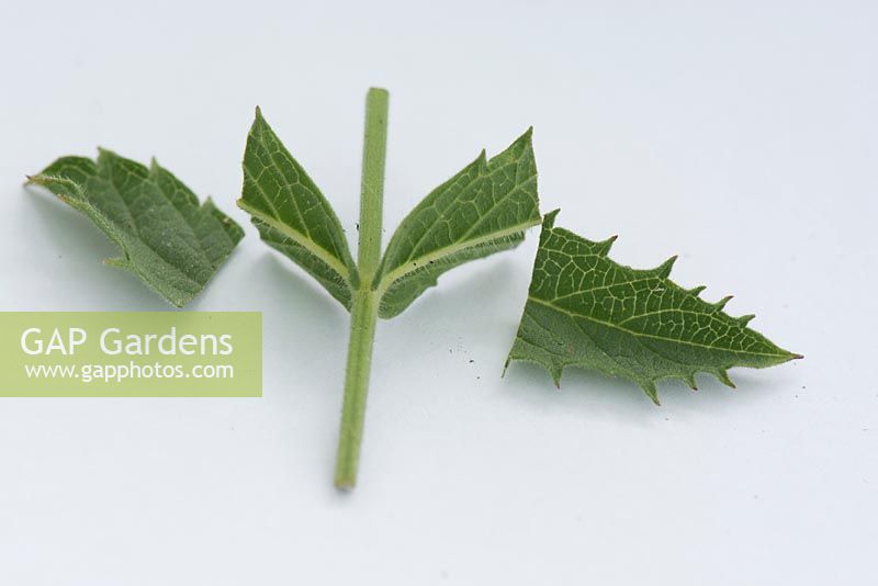 Late summer cuttings of Verbena rigida - take internodal cutting and trim back leaf