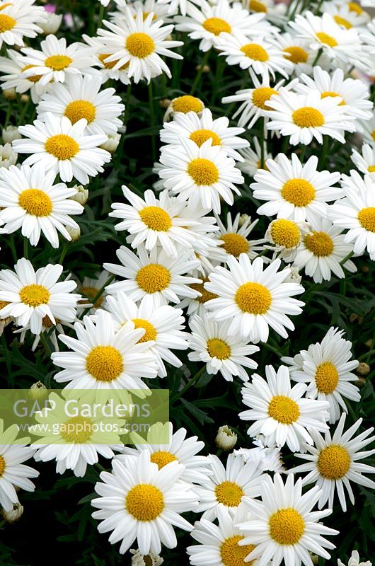 Argyranthemum frutescens 'Sassy Compact White'