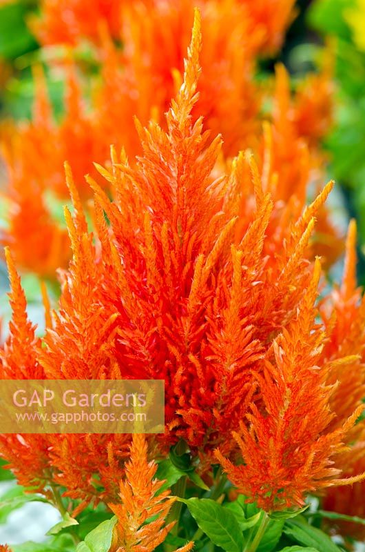 Celosia plumosa 'Fresh Look Orange'