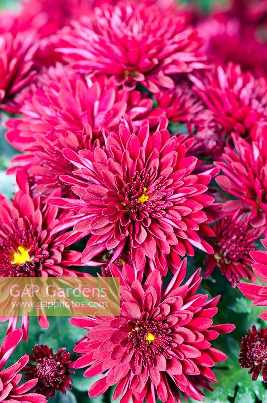 Chrysanthemum 'Kathleen Dark Red'