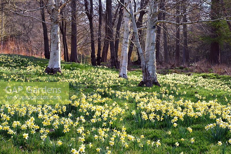 Narcissus Pseudonarcissus naturalised around betula in woodland garden. Valley Gardens, Windsor